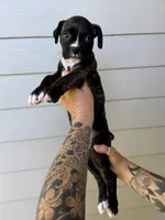 Yellow “Daisy”, a female Boxer for sale in Yucaipa, CA – Photo 1 of 2