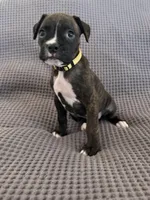 Yellow “Daisy”, a female Boxer for sale in Yucaipa, CA – Photo 2 of 2