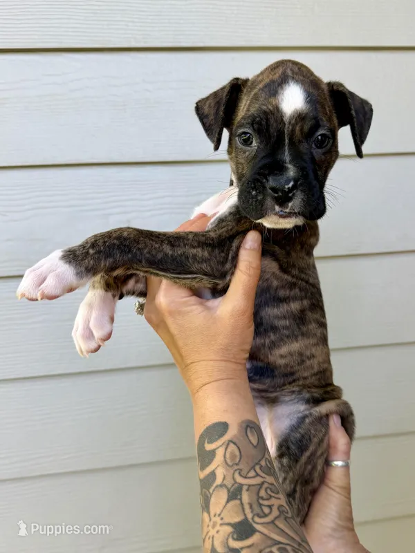 Grey “Penny” – Boxer puppy for sale in Yucaipa, CA