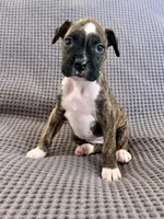 Grey “Penny”, a female Boxer for sale in Yucaipa, CA – Photo 2 of 2