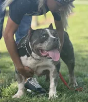 Scarlet , a female American Bully for sale in Citra, FL – 5 of 6
