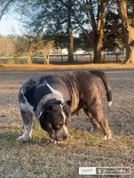 Scarlet , a female American Bully for sale in Citra, FL – 3 of 6