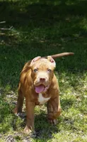 Scarlet , a female American Bully for sale in Citra, FL – 4 of 6