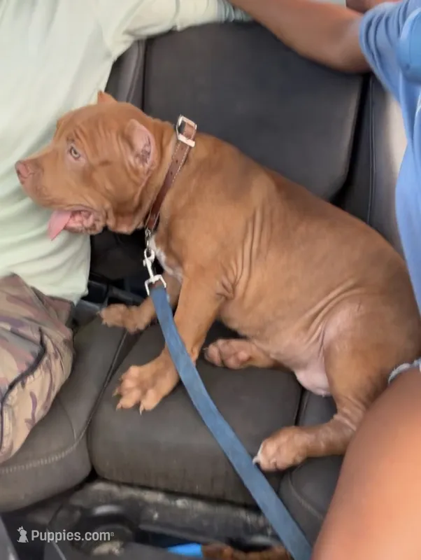 Scarlet  – American Bully puppy for sale in Citra, FL