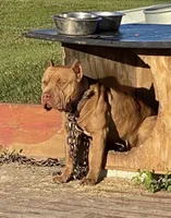 Scarlet , a female American Bully for sale in Citra, FL – 2 of 6