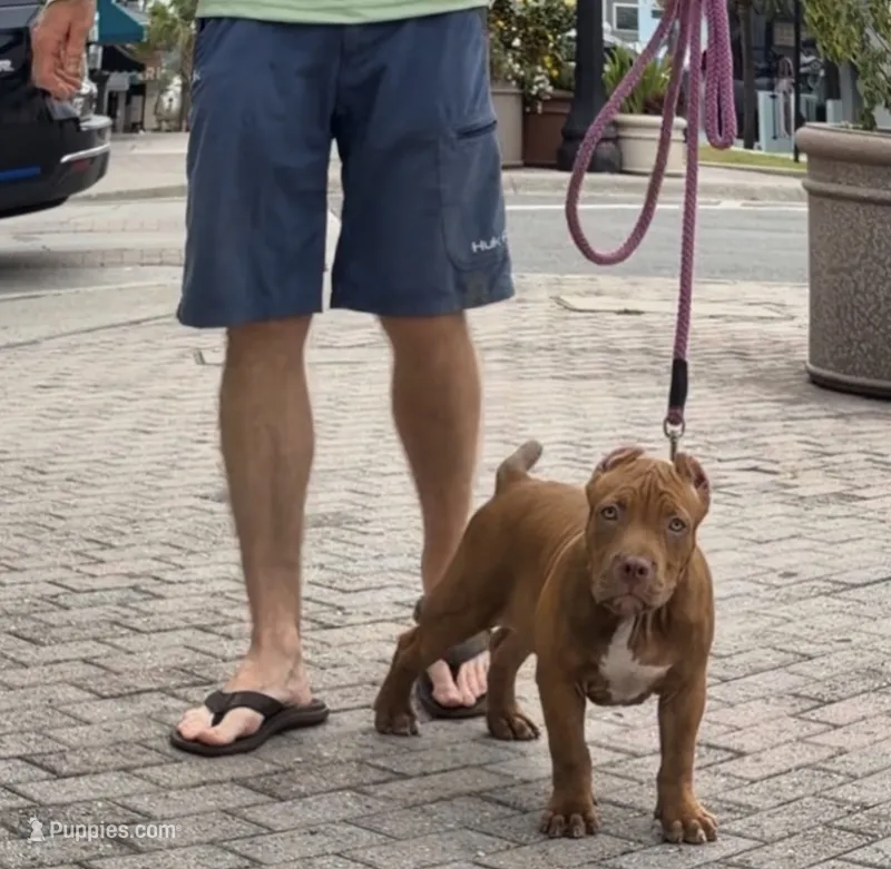 Scarlet  – American Bully puppy for sale in Citra, FL