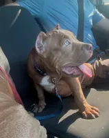Scarlet , a female American Bully for sale in Citra, FL – 6 of 6