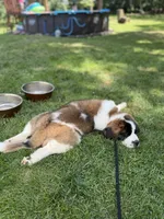Willow , a female Saint Bernard for sale in Monticello, MN – 3 of 4