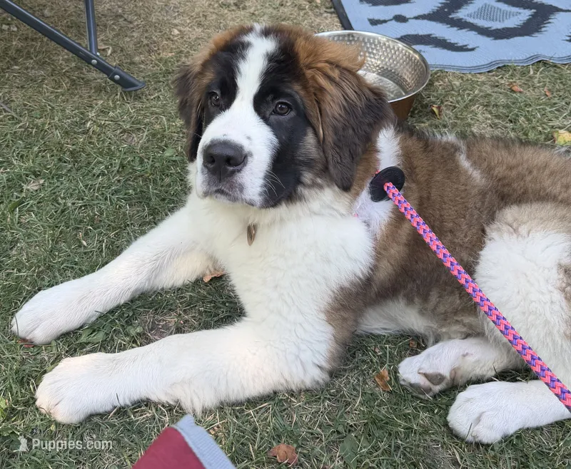 Willow  – Saint Bernard puppy for sale in Monticello, MN