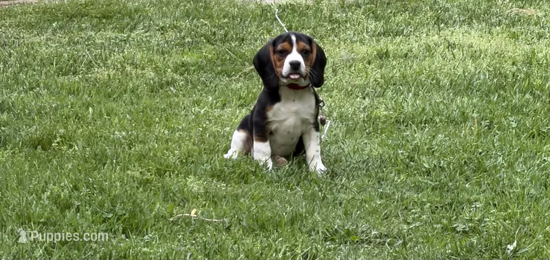 Beagle  – Beagle puppy for sale in Foley, MN