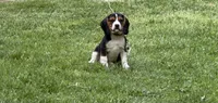Beagle , a male Beagle for sale in Foley, MN – 1 of 1