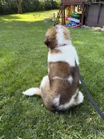 Willow , a female Saint Bernard for sale in Monticello, MN – 4 of 4