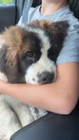 Willow , a female Saint Bernard for sale in Monticello, MN – 2 of 4