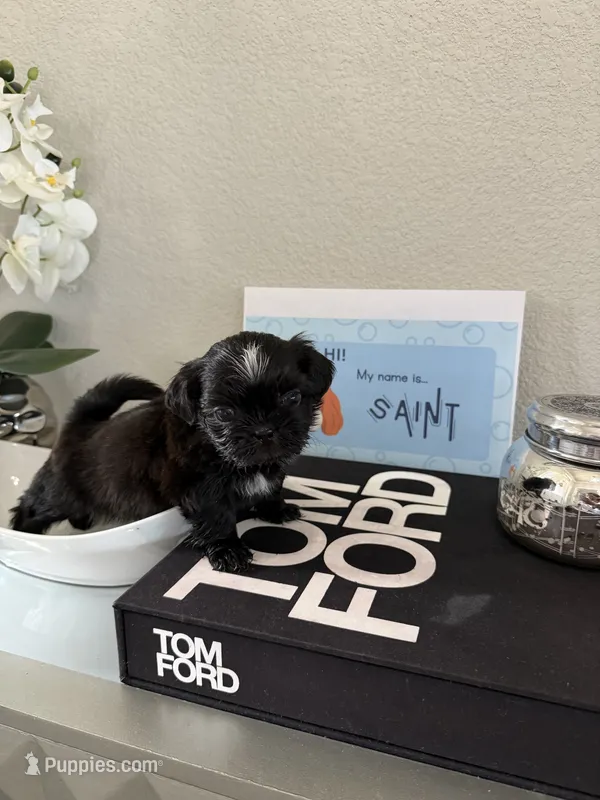 Saint – Shih Tzu puppy for sale in Fort Worth, TX