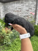 Prada, a female Shih Tzu for sale in Fort Worth, TX – 3 of 3