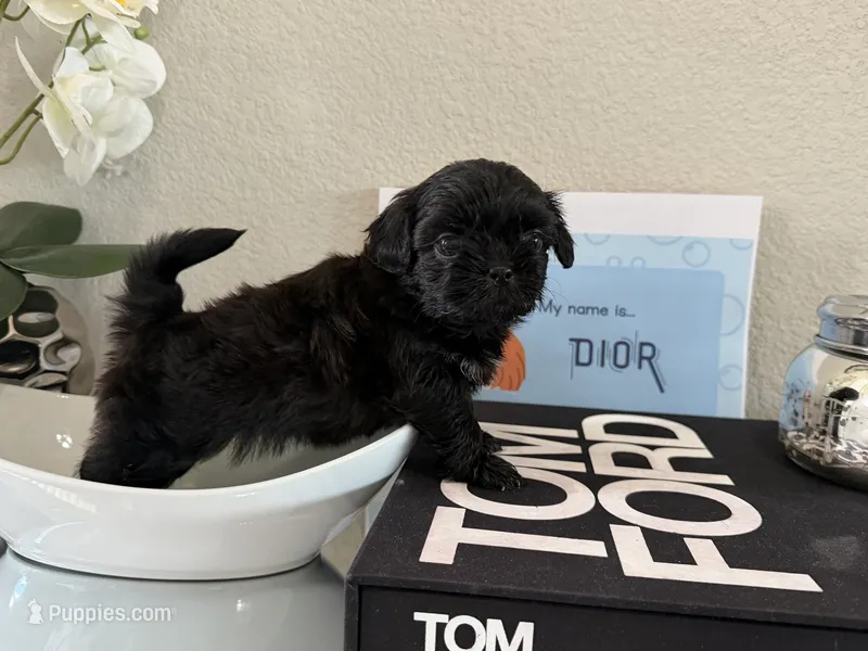 Dior – Shih Tzu puppy for sale in Fort Worth, TX