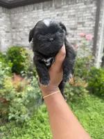Saint, a male Shih Tzu for sale in Fort Worth, TX – 3 of 3