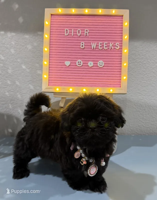 Dior – Shih Tzu puppy for sale in Fort Worth, TX