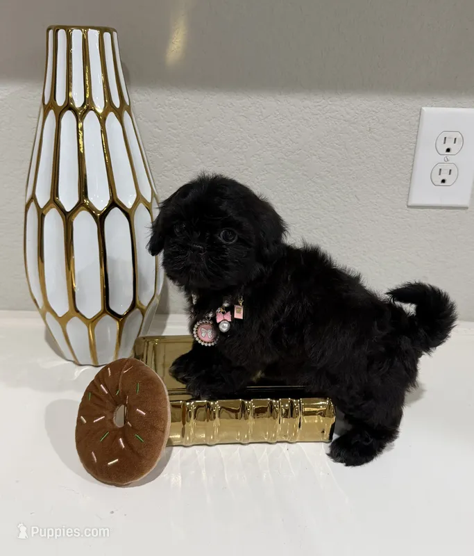 Dior – Shih Tzu puppy for sale in Fort Worth, TX