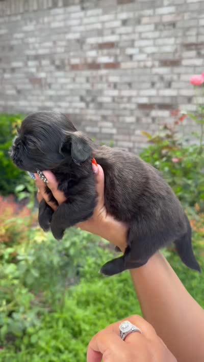 Dior, a female Shih Tzu for sale in Fort Worth, TX – 3 of 3
