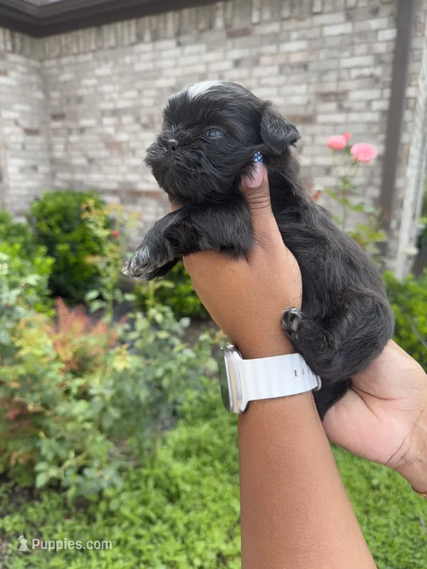 Saint – Shih Tzu puppy for sale in Fort Worth, TX