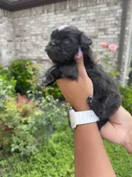 Saint, a male Shih Tzu for sale in Fort Worth, TX – 1 of 3