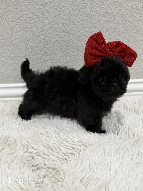 Dior – Shih Tzu puppy for sale in Fort Worth, TX
