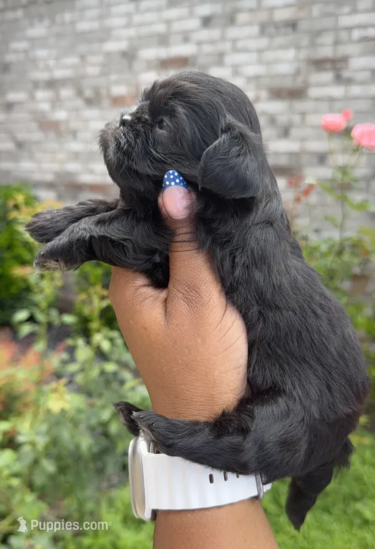 Prada – Shih Tzu puppy for sale in Fort Worth, TX