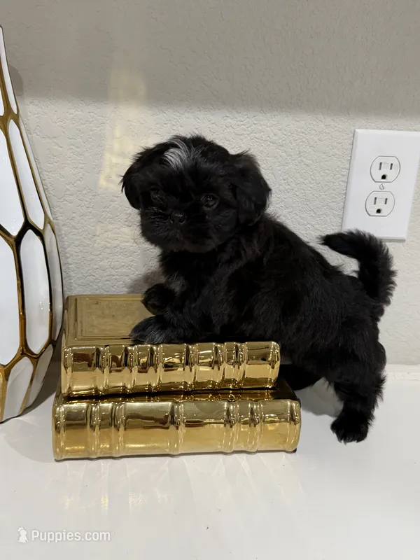 Saint – Shih Tzu puppy for sale in Fort Worth, TX
