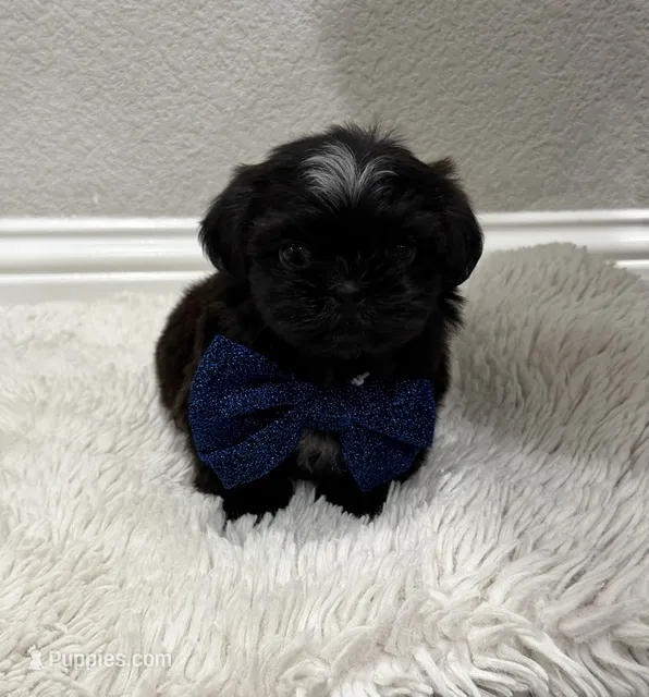 Saint – Shih Tzu puppy for sale in Fort Worth, TX