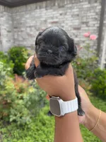 Dior, a female Shih Tzu for sale in Fort Worth, TX – 2 of 3