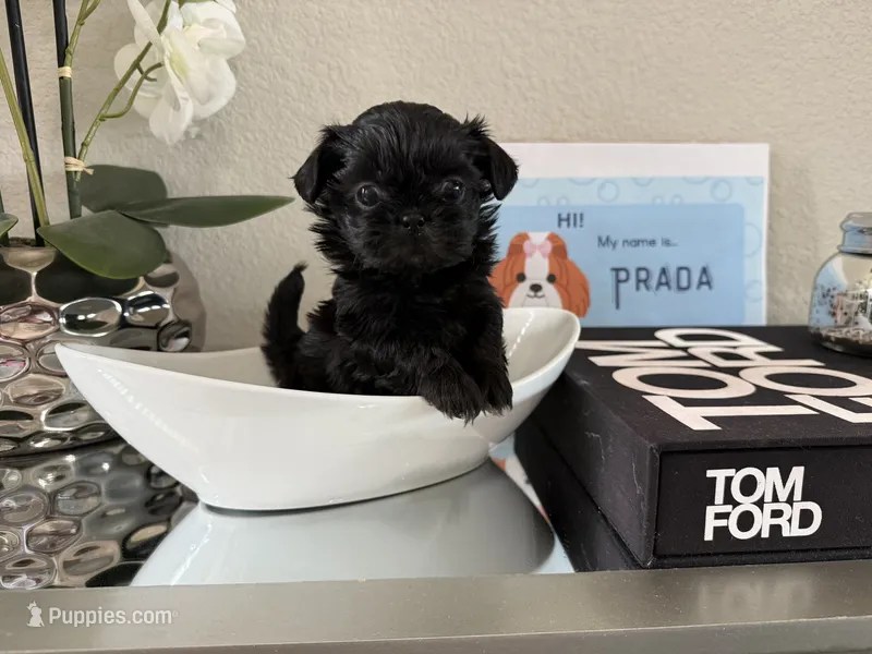 Prada – Shih Tzu puppy for sale in Fort Worth, TX