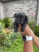 Prada, a female Shih Tzu for sale in Fort Worth, TX – 2 of 3