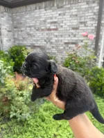 Dior, a female Shih Tzu for sale in Fort Worth, TX – 1 of 3