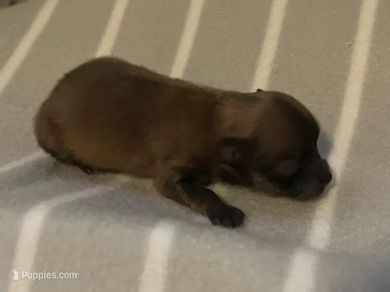 B3, a male Pomeranian for sale in Mill Creek, WA – Photo 1 of 3