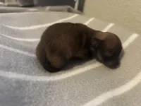 B3, a male Pomeranian for sale in Mill Creek, WA – Photo 2 of 3