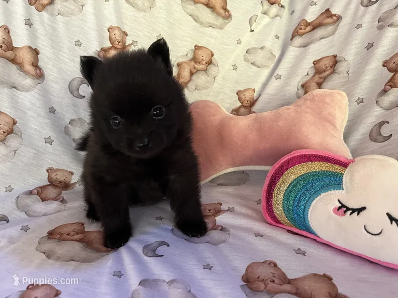 Ebony F2 – Pomeranian puppy for sale in Lynnwood, WA