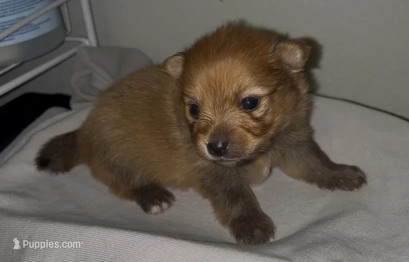 Cosmo – Pomeranian puppy for sale in Mill Creek, WA