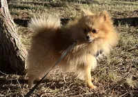 Evie F1, a female Pomeranian for sale in Lynnwood, WA – 2 of 2