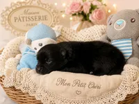 Charming M3, a male Pomeranian for sale in Lynnwood, WA – 2 of 3