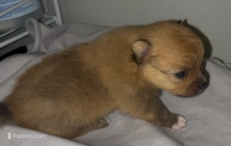 Hugo – Pomeranian puppy for sale in Mill Creek, WA
