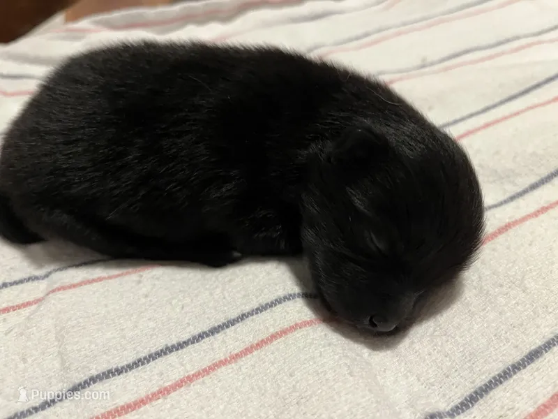 Charming M3 – Pomeranian puppy for sale in Lynnwood, WA