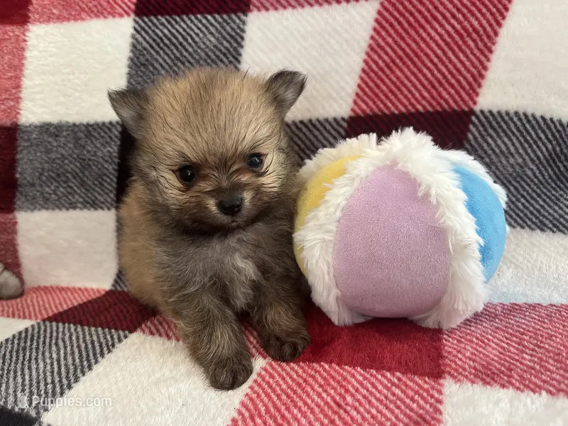 B3 – Pomeranian puppy for sale in Lynnwood, WA