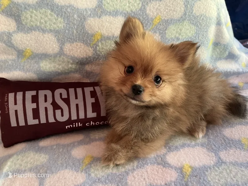 Cosmo – Pomeranian puppy for sale in Lynnwood, WA