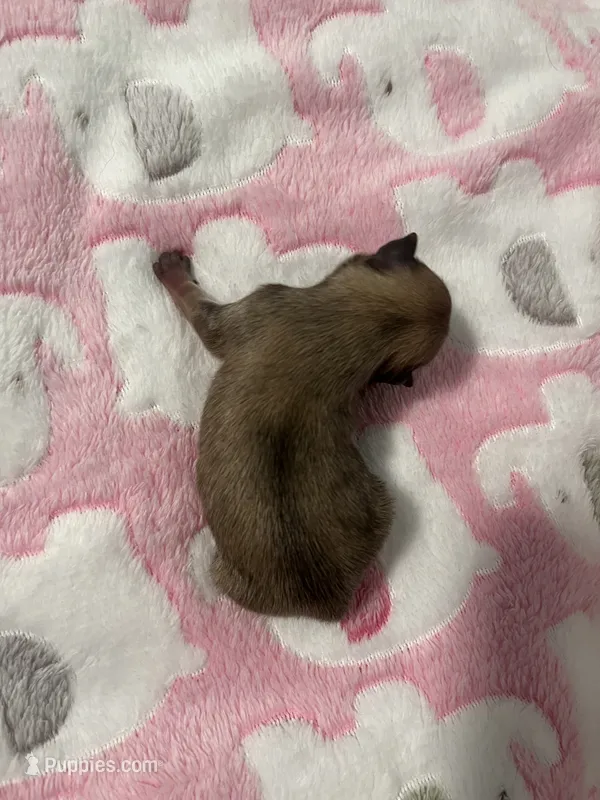 Evie F1 – Pomeranian puppy for sale in Lynnwood, WA