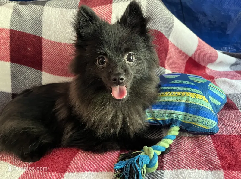 Tommy – Pomeranian puppy for sale in Lynnwood, WA
