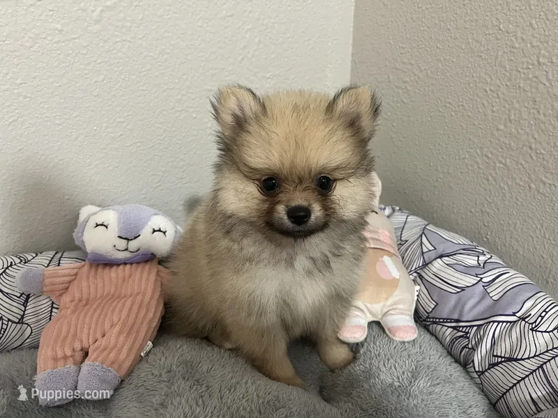Evie F1 – Pomeranian puppy for sale in Lynnwood, WA