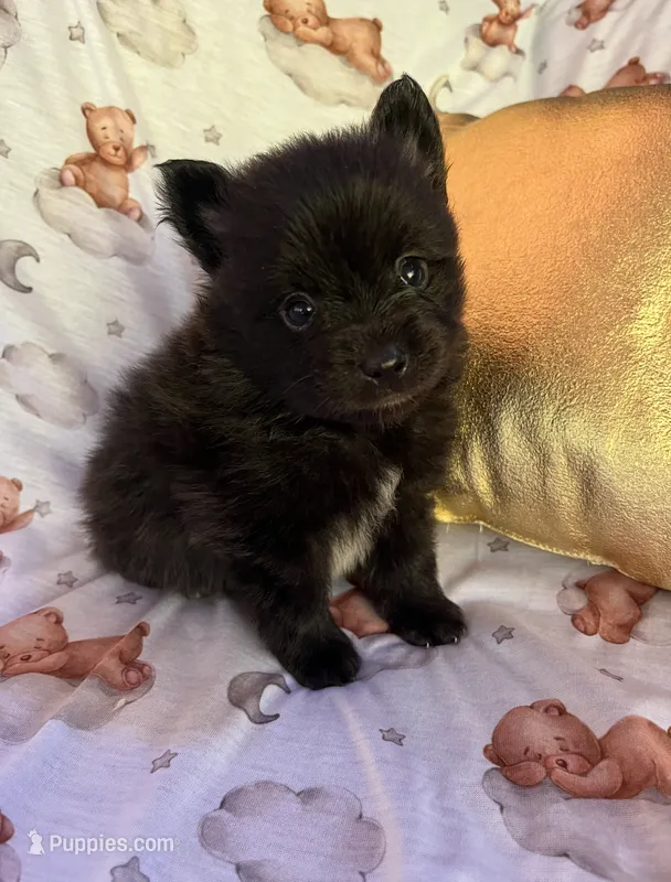 Charming M3 – Pomeranian puppy for sale in Lynnwood, WA