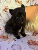 Charming M3, a male Pomeranian for sale in Lynnwood, WA – 1 of 3