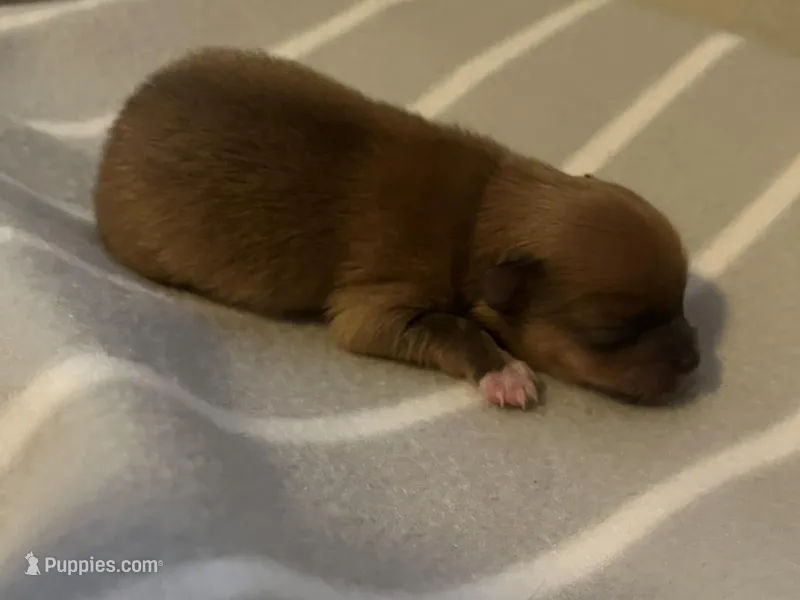 Hugo, a male Pomeranian for sale in Mill Creek, WA – Photo 1 of 3